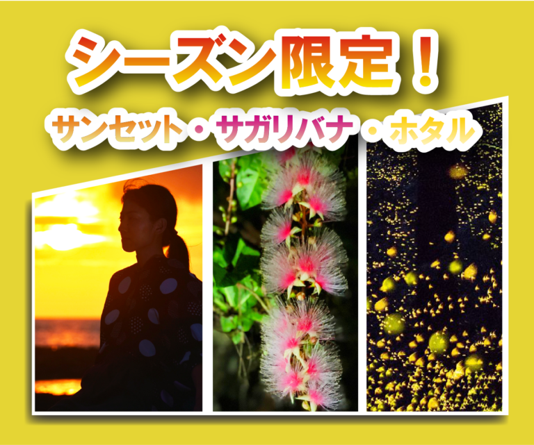 サンセット・ナイトのツアー