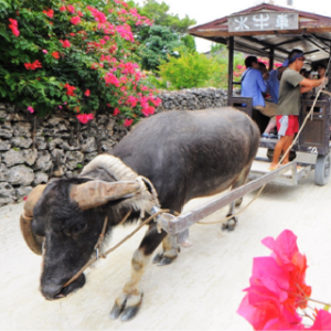 家族旅行でもレンタカーなしでも石垣島は楽しめる！