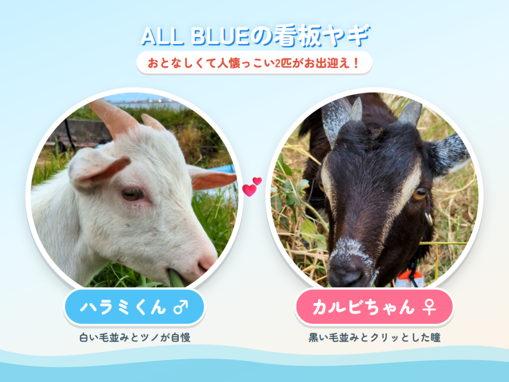 オールブルーの看板ヤギ ハラミくん（白）とカルビちゃん（黒）